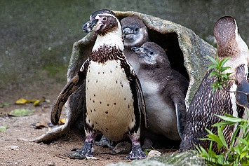 Humboldt Penguin