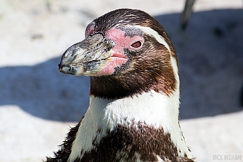 Humboldt Penguin