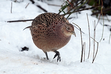 Pheasants/Grouse/Fowls