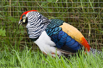 Lady Amherst Pheasant