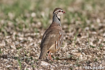 Red-legged Partridge