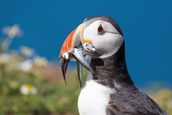 Puffins