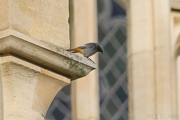 Black Redstart | Male