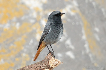 Black Redstart | Male