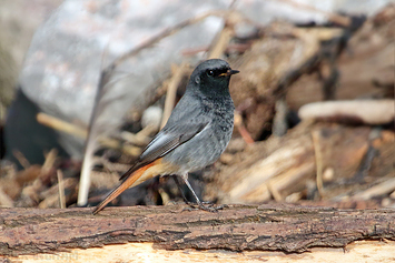 Black Redstart | Male