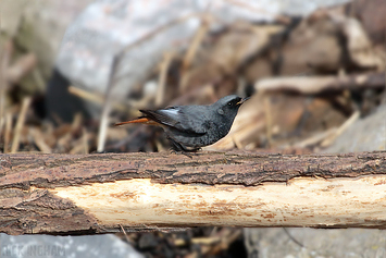 Black Redstart | Male