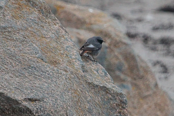 Black Redstart