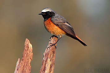 Common Redstart | Male