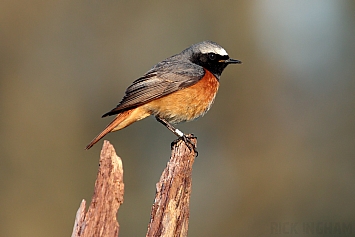 Common Redstart | Male