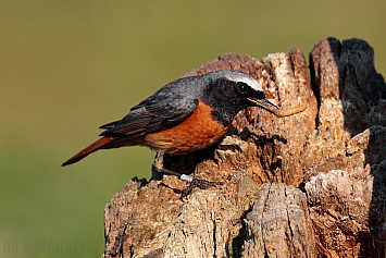 Common Redstart | Male