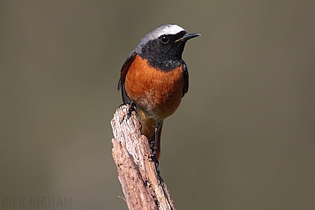 Common Redstart | Male