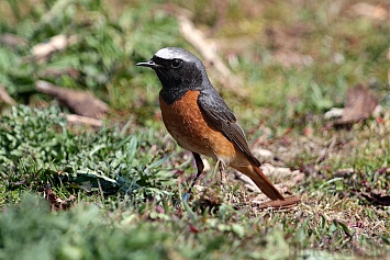 Common Redstart | Male