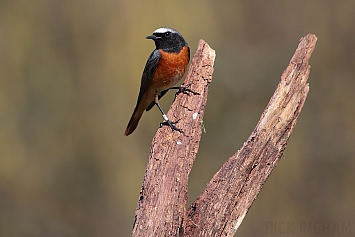 Common Redstart | Male