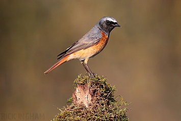 Common Redstart | Male