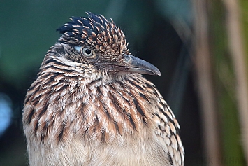 Roadrunner