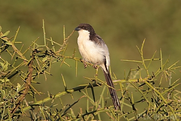 Shrikes