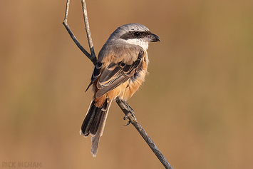 Shrikes