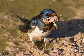 Swallow