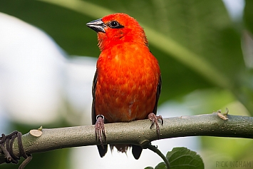 Tanagers