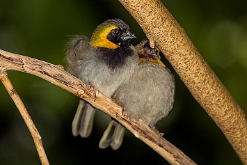 Cuban Grassquit