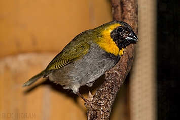 Cuban Grassquit