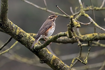 Redwing