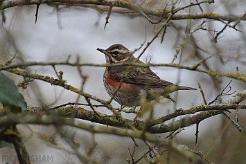 Redwing