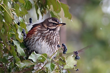 Redwing