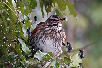 Redwing