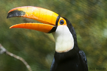 Toucan