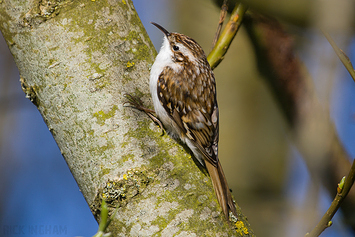 Treecreeper