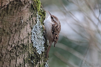 Treecreeper