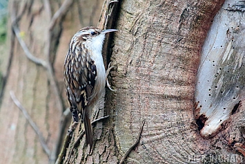 Treecreeper
