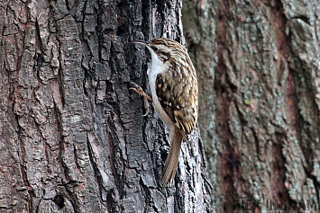 Treecreeper