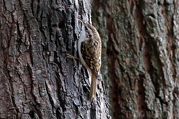 Treecreeper