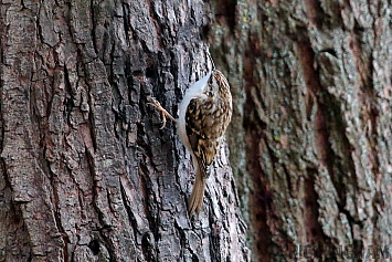 Treecreeper