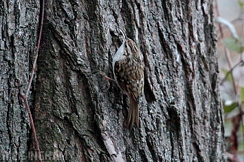 Treecreeper