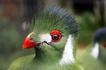 Turaco