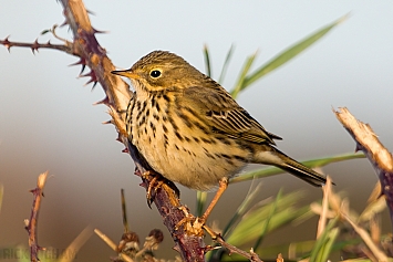 Pipit and Wagtail