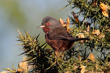 Warbler