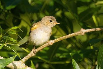 Common Chiffchaff