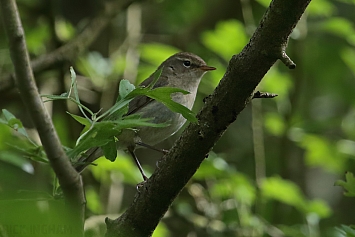 Common Chiffchaff