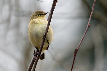 Common Chiffchaff