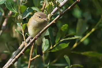 Common Chiffchaff