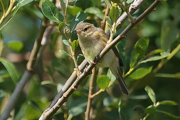 Common Chiffchaff