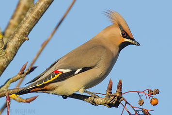 Waxwing