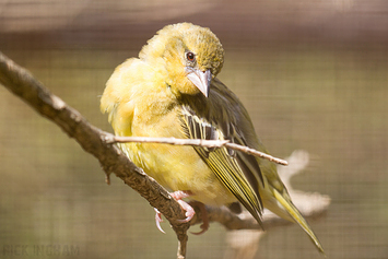 Southern Masked-Weaver