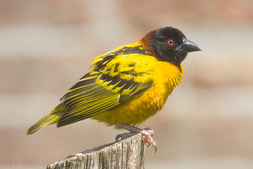 Village Weaver