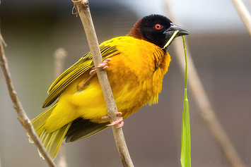 Village Weaver