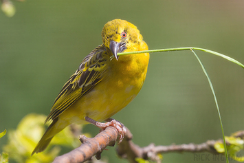 Village Weaver